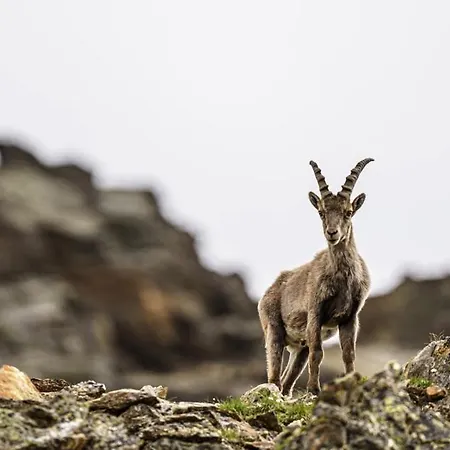 Parque de vacaciones Austria Parks - Arlberg Gmbh Pettneu am Arlberg